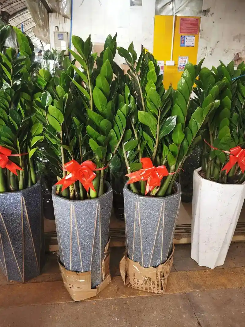 花卉绿植 金钱树又名钱串子 - 抖音