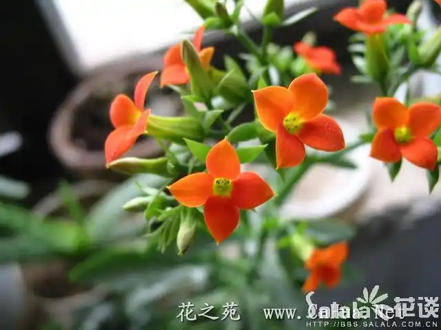 裂叶长寿花-----别名:矮生伽蓝菜,圣诞伽蓝菜,寿星花