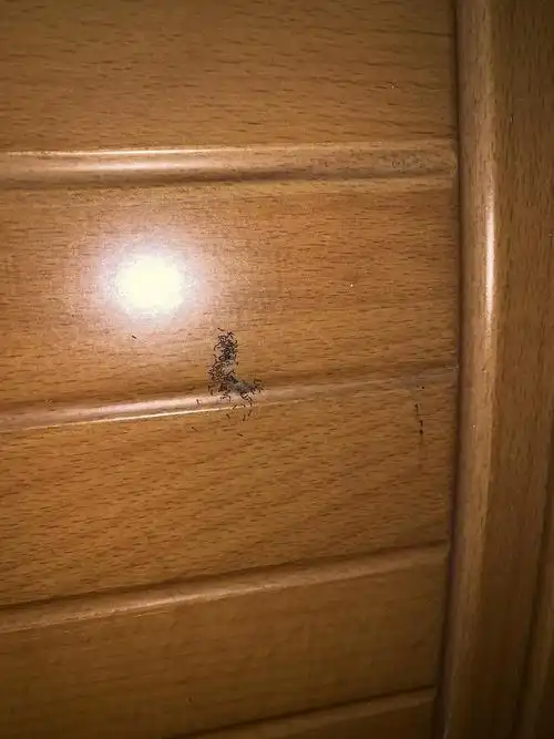 慎入,大家进来帮我看看这个是什么虫的卵