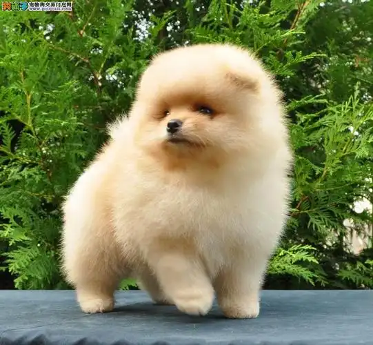 韩国引进纯种小体袖珍博美犬出售中