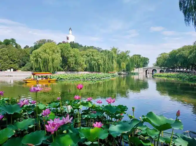 北海公园荷花
