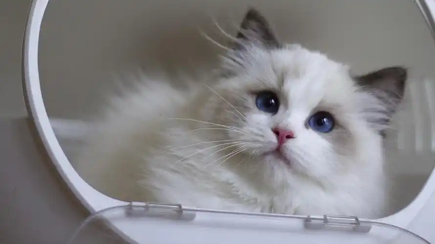 广州家养布偶猫找主人疫苗齐全包健康可上门看猫