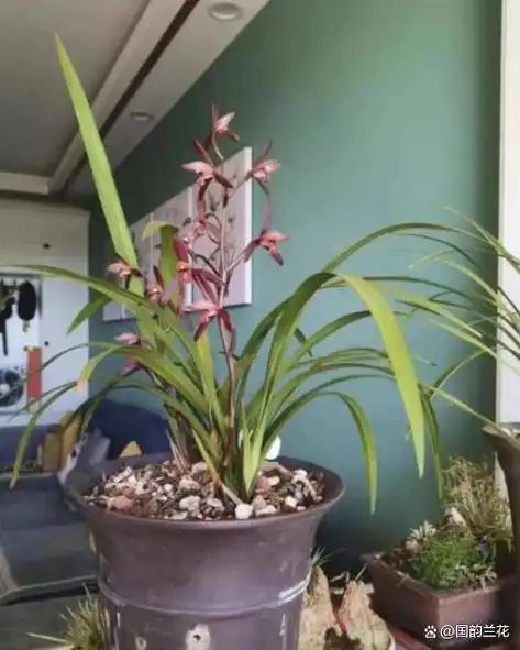 "最受好评"的高端兰花,曾价值80万,现价格便宜,犹如水墨画