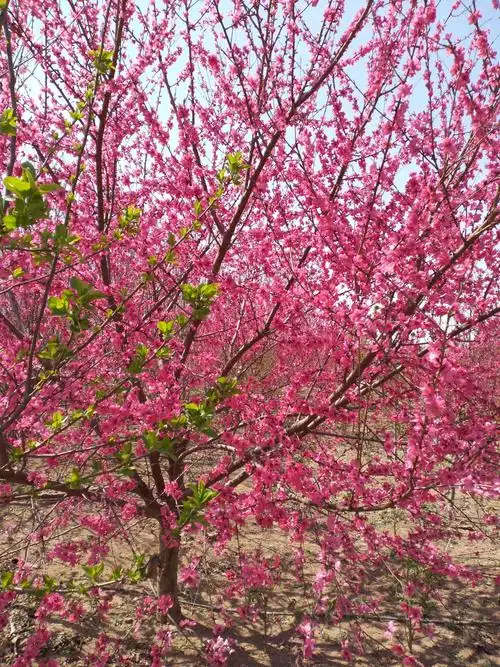 赏花系列:碧桃(十三)《碧桃吟》 - 美篇
