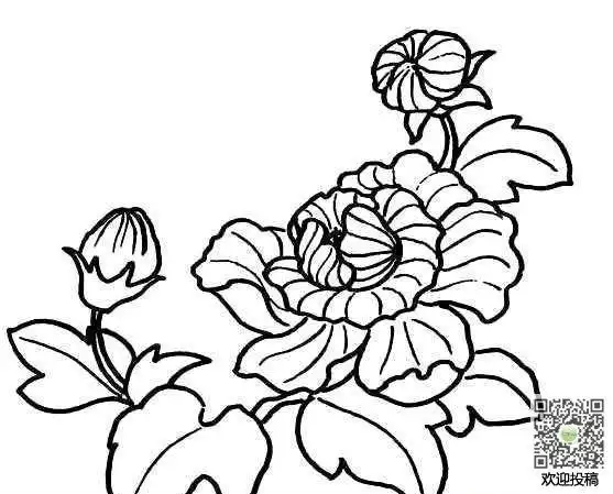 芙蓉花简笔画图片_芙蓉花儿童绘画作品图集