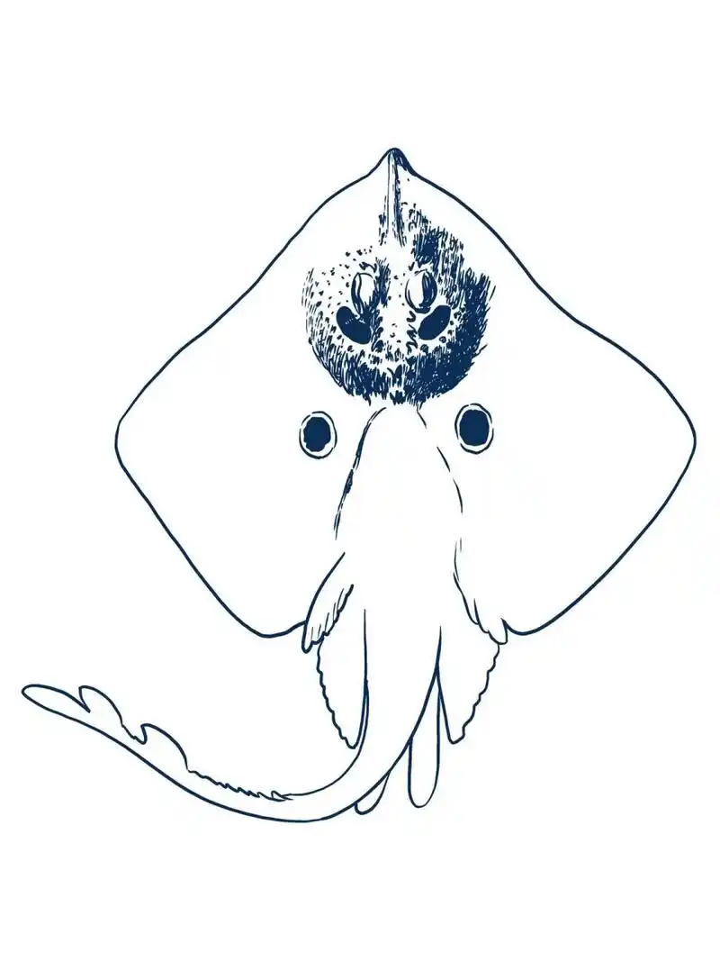 新手必看/复古风格魔鬼鱼的画法 1:观察分析:魔鬼鱼整体还是一个扁平