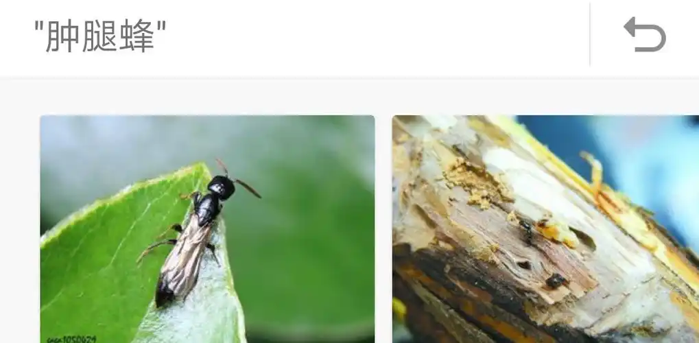 家里出现了这种小飞虫!求解!谢谢!