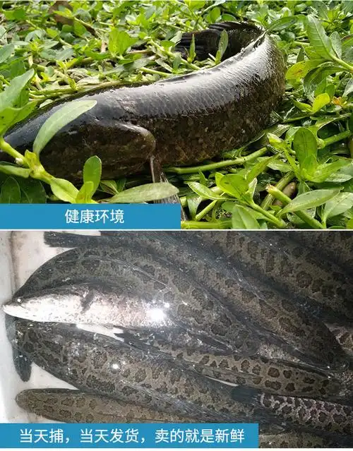 lism新鲜净膛黑鱼乌鱼乌鳢斑鳢斑鱼生鱼术后滋补炖汤酸菜鱼水煮鱼片1
