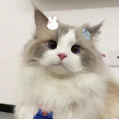 情侣头像一人一张猫咪 好看高清的可爱猫咪头像一人一张图片_情侣头像