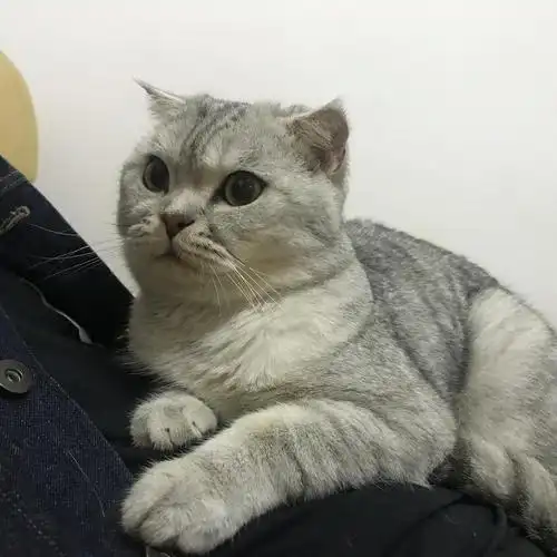 【已被领养】美短银渐层无偿领养!关于猫的东.