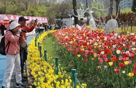 26个品种50万株郁金香绚烂绽放来静安大宁公园赴一场浪漫的春日之约