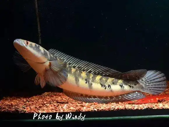鱼友实拍自己养过的4种黑魔神雷龙鱼优雅而霸气