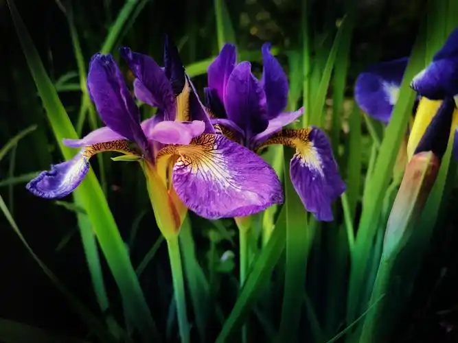 沐浴晨光东方鸢尾溪荪