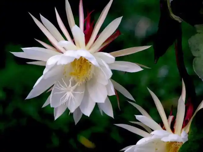 昙花完全养护手册