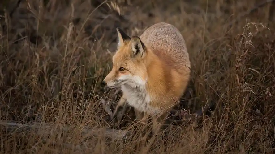 可爱的狐狸高清桌面壁纸