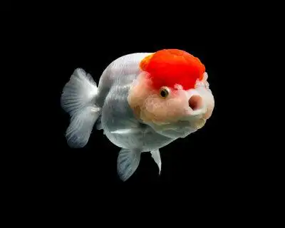 摄影师 tsubaki 拍摄的"狮子头金鱼"(behance.net/ae85812d54f)