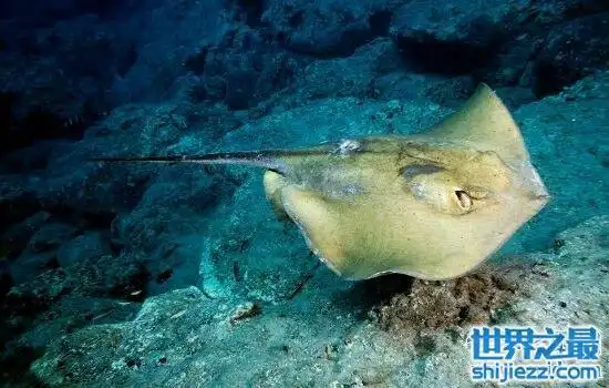 世界上最毒的鱼top10哪种鱼的毒性最大呢