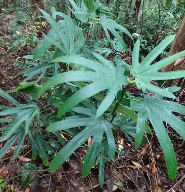 正宗野生小叶五指毛桃新鲜货深山现挖香味更浓烈