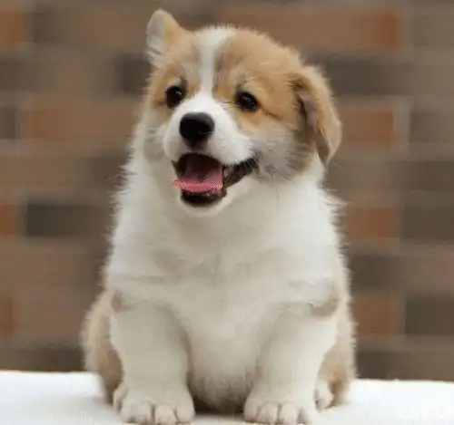 幼犬吃哪种狗粮好信元发育宝给幼犬货真价实的宠爱