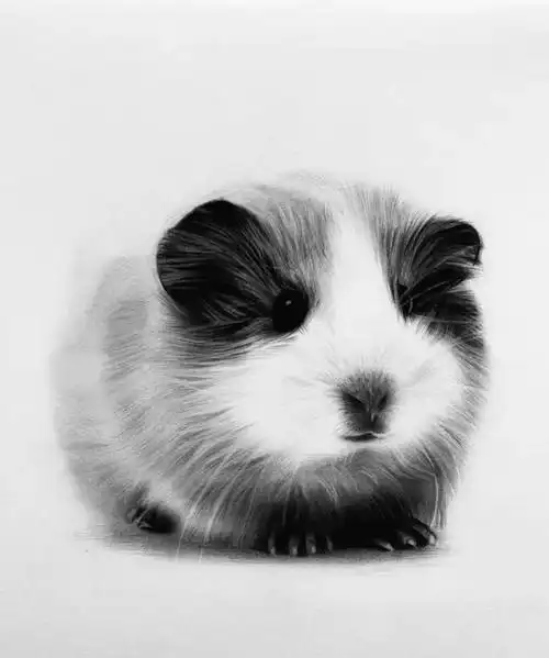 【大家画起来】仓鼠素描画法步骤讲解_成都墨里画室_零二七艺考