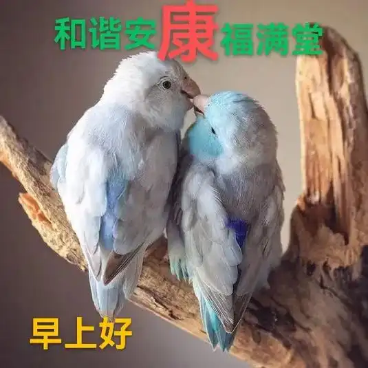抖抖们,早上好!制作一副早上好,看世界罕见的特色小鸟,带给你 - 抖音