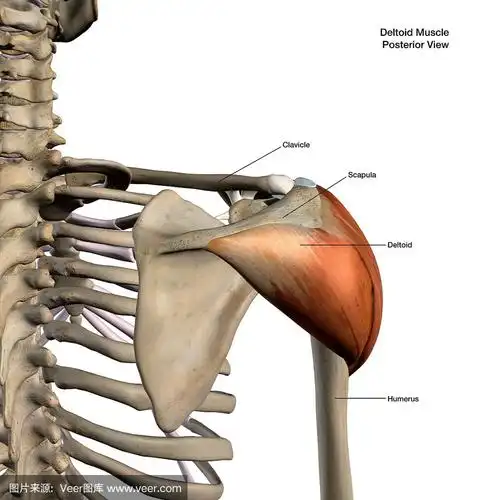 三角肌分离解剖后视图,以白色背景标示