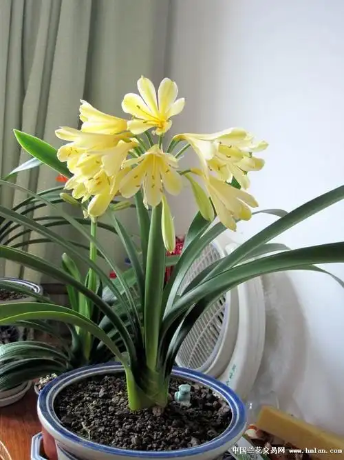 【海风2013】黄花香味君子兰开花