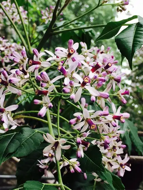 楝子花开(原创)