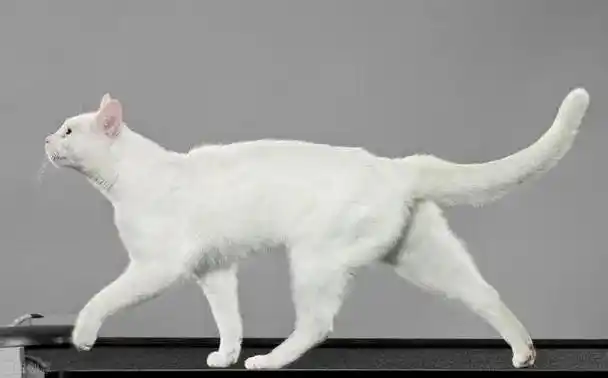猫咪走路不仅没有声音,而且是标准的一字步.