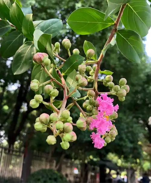 其它 夏日紫薇 写美篇夏日的阳光透过树叶的缝隙洒向树林与紫薇花.
