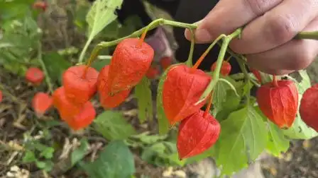 野生水果"灯笼果"用途了不得,没事吃几个,你会发现惊喜连连