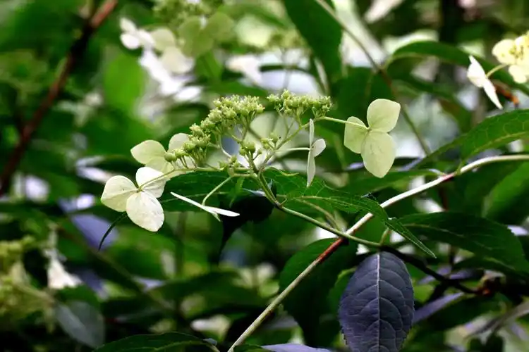 中国绣球绣球科绣球属