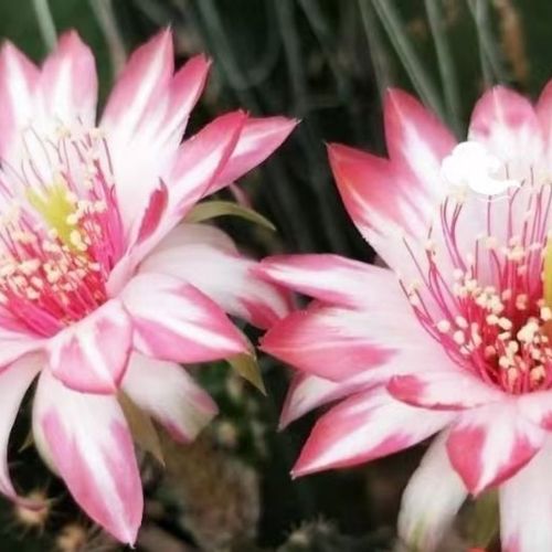 蝉衣,五公分球,丽花仙人球,群开新品种,稀有的红白复色花漂亮