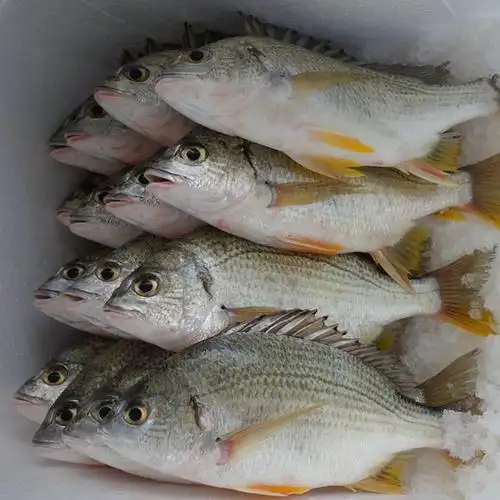 黄鳍鱼 (热气) 赤翅 海钓 袋装