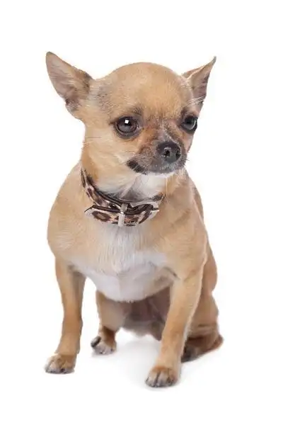 最可爱的十种小型犬,您喜欢哪种