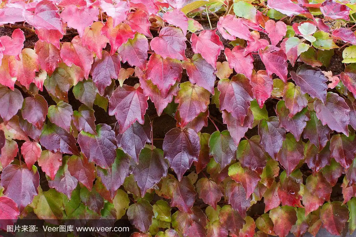 自然秋天背景.红维吉尼亚爬山虎的叶子秋天.