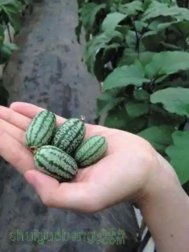 超小西瓜适合阳台种植 只有拇指大还能炒着吃