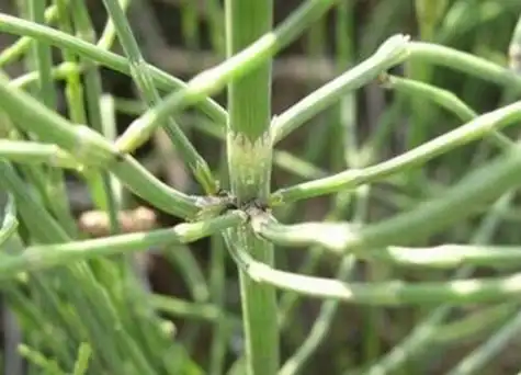 土骨草又叫什么名称 - 吾尊时尚