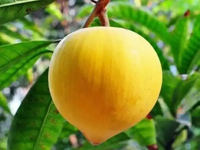 今夏小众水果爆火,这11种保证你一半没吃过同为热带水果的蛋黄果,外表