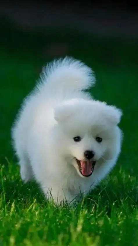 小狗2023-12-0100呆萌可爱的小狗名字有哪些?