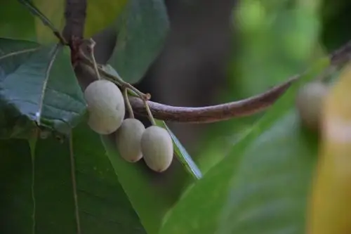 毛果杜英( elaeocarpus rugosus roxb.),杜英科,杜英属.