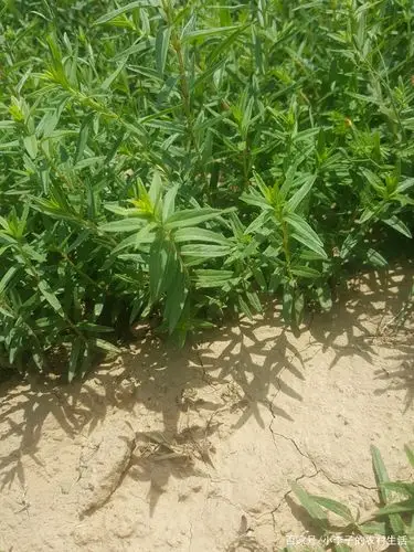 黄芩- 热门商品专区