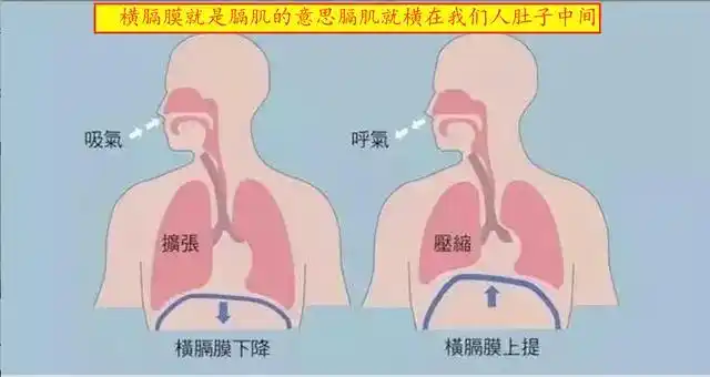 如下图所示,膈肌就在我们肚子中间,膈肌在双肺下面,膈肌是横在我们