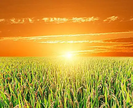 金色图片_金色图片大全_金色图片素材