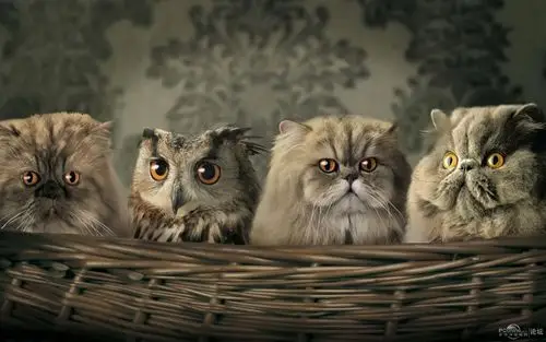 有没有16寸笔记本的高清壁纸