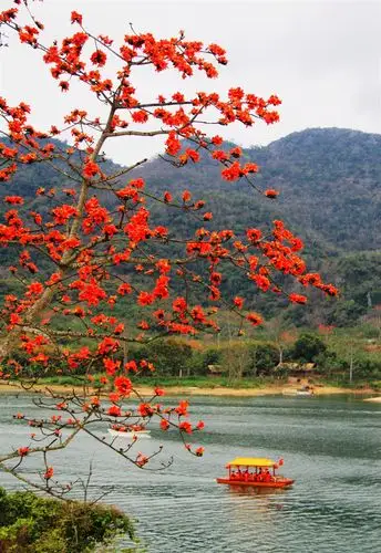 昌江木棉花惹人醉