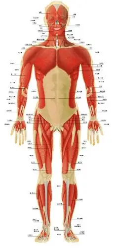 关于全身肌肉的图片