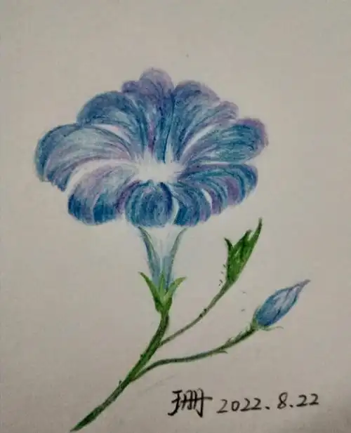彩铅画–临摹2牵牛花