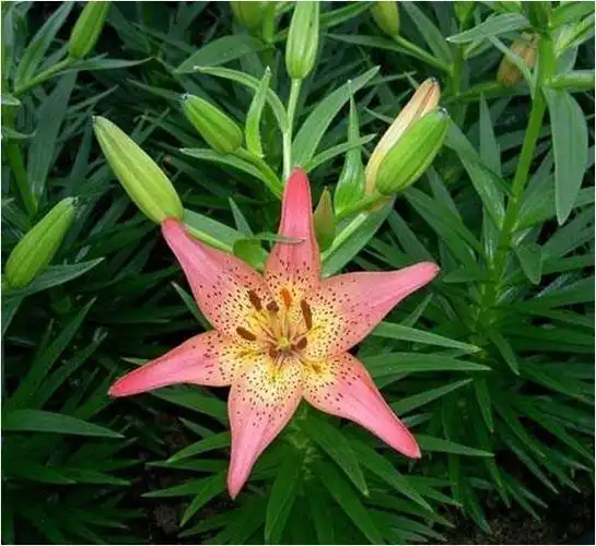 19 1126 百合科百合属,由卷丹,垂花百合,川百合,朝鲜百合等种和杂种群