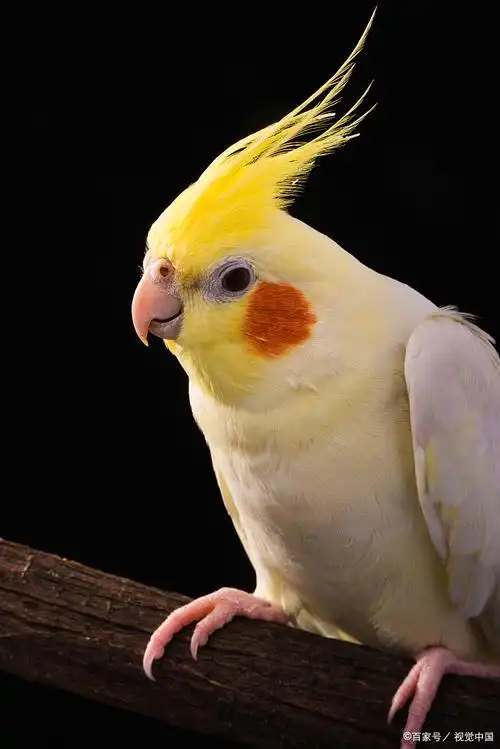 那么玄凤鹦鹉能和比它小很多的虎皮鹦鹉一起饲养吗?